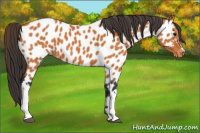 Horse Color:Bay Appaloosa 