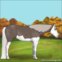 Horse Color:Silver Black Splash 
