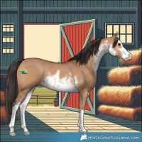 Horse Color:White Spotted Bay Dun 