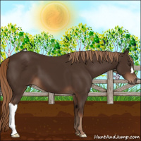 Horse Color:Liver Chestnut 