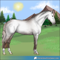 Horse Color:Gray Chestnut 