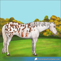 Horse Color:Chestnut Appaloosa 