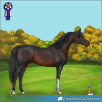 Horse Color:Brown Tobiano Rabicano