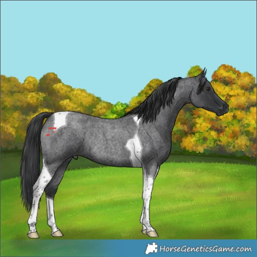 Horse Color:Blue Roan Tobiano Rabicano 