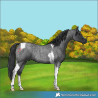 Horse Color:Blue Roan Tobiano Rabicano