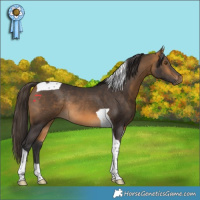 Horse Color:Buckskin Tobiano Rabicano 