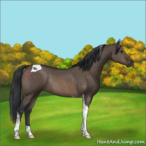 Horse Color:Brown Dun Tobiano Rabicano 