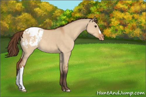 Horse Color:Bay Dun Appaloosa 