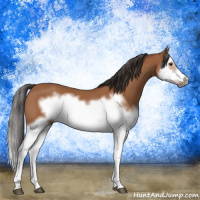 Horse Color:Bay Splash Frame 