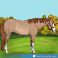 Horse Color:Red Dun Rabicano 
