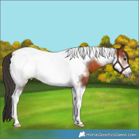 Horse Color:Bay Tobiano Frame 