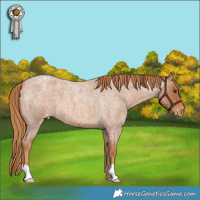 Horse Color:Red Roan Appaloosa 