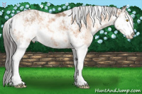 Horse Color:Amber Champagne Sabino 