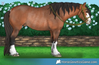Horse Color:Bay Rabicano 