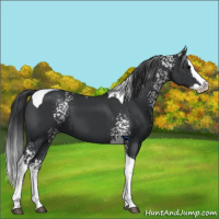 Horse Color:White Spotted Black Splash Tobiano 