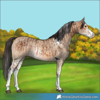 Horse Color:White Spotted Bay and White Spotted Bay Dun Splash
