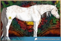 Horse Color:Amber Champagne Dun Sabino