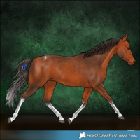 Horse Color:White Spotted Bay Tobiano Rabicano