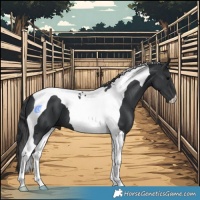 Horse Color:Black Tobiano 