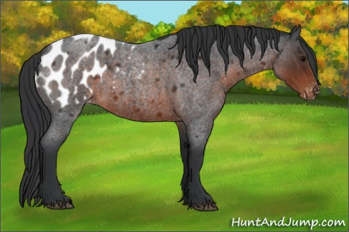 Horse Color:Brown Roan Sabino Appaloosa 