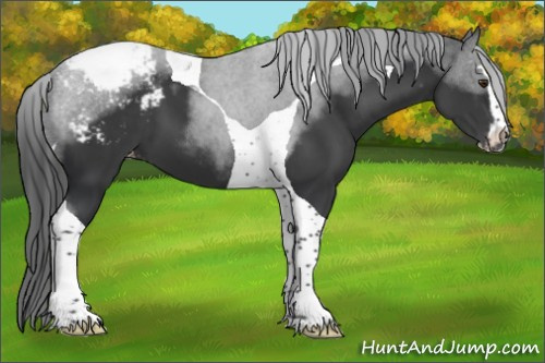 Horse Color:Black Sabino Tobiano Appaloosa 