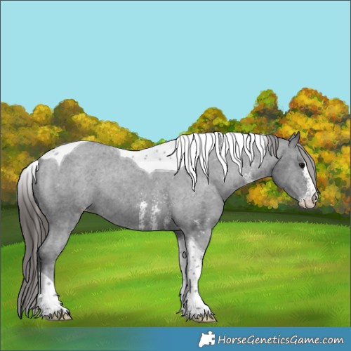 Horse Color:Black Sabino Tobiano Appaloosa 