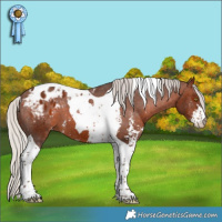 Horse Color:Silver Bay Sabino Tobiano Appaloosa 