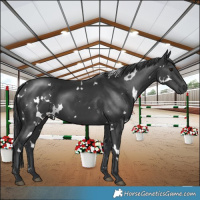 Horse Color:White Spotted Black 