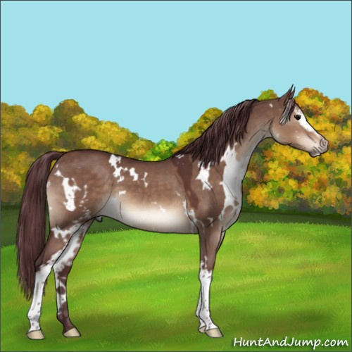 Horse Color:White Spotted Chocolate Brown Dun 