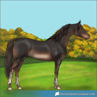 Horse Color:Liver Chestnut Tobiano 