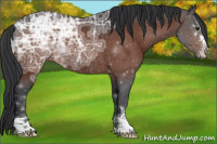 Horse Color:Brown Ice Sabino Rabicano 