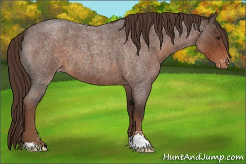 Horse Color:Liver Red Roan Sabino Appaloosa 