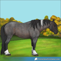 Horse Color:Brown Roan Tobiano