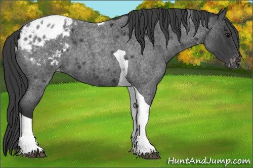 Horse Color:Blue Roan Tobiano Appaloosa 