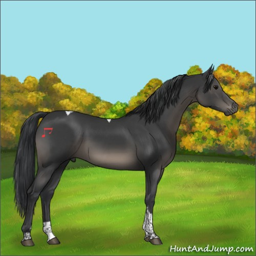 Horse Color:Black Tobiano 