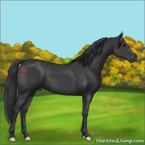 Horse Color:Black 