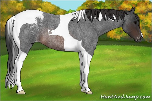Horse Color:Brown Roan Tobiano Appaloosa 