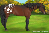 Horse Color:Brown Appaloosa 