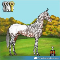 Horse Color:Brown Appaloosa Rabicano