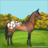 Horse Color:Bay Appaloosa