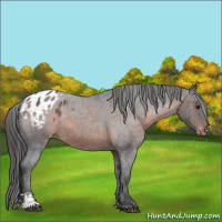 Horse Color:Brown Roan Sabino Appaloosa 