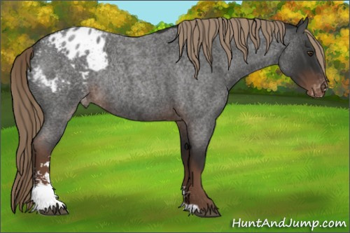 Horse Color:Liver Red Roan Sabino Appaloosa Rabicano 