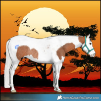 Horse Color:Silver Bay Splash Tobiano Rabicano 
