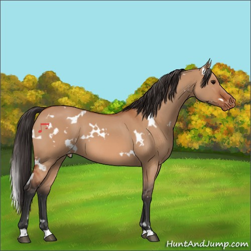 Horse Color:White Spotted Bay Dun Appaloosa 