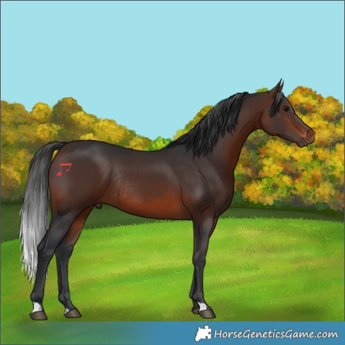 Horse Color:Brown Rabicano 