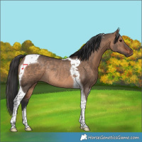 Horse Color:Brown Dun Tobiano Rabicano