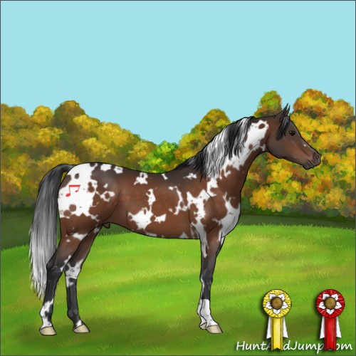Horse Color:White Spotted Bay 