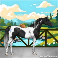 Horse Color:Gray Black Tobiano 