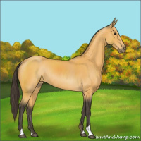 Horse Color:Buckskin Rabicano