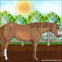 Horse Color:Chestnut 